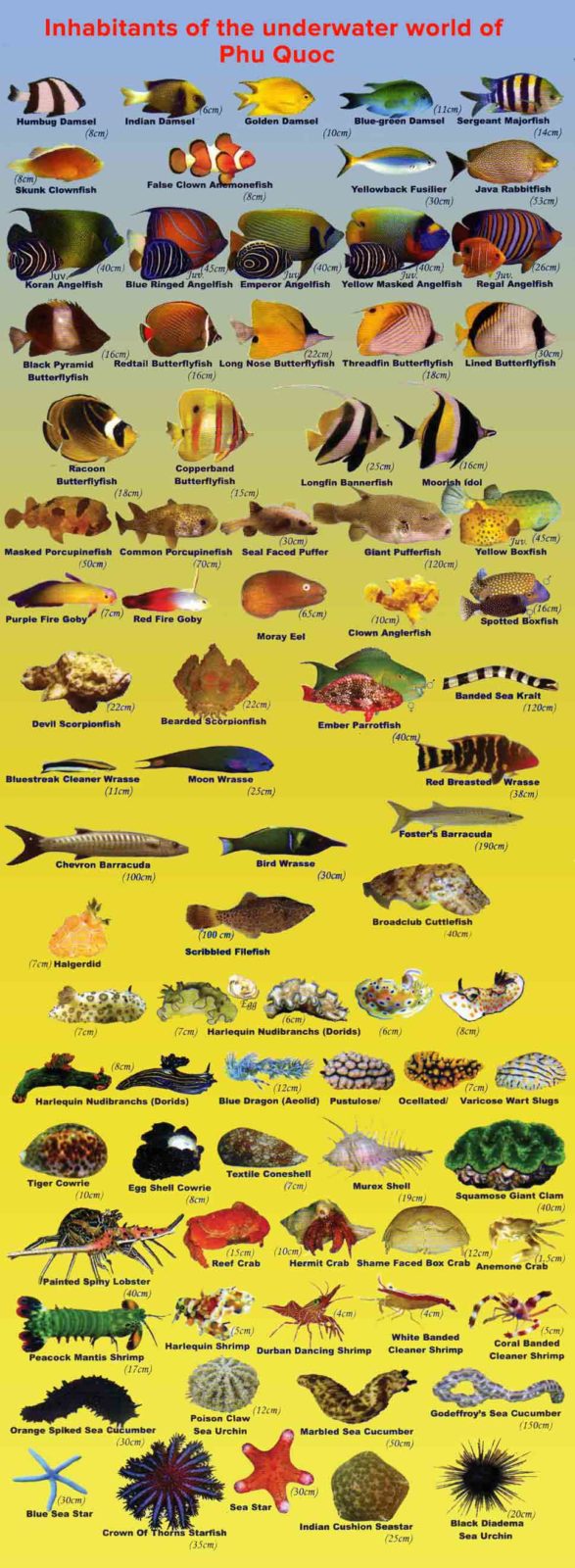 Inhabitants of the underwater world of Phu Quoc